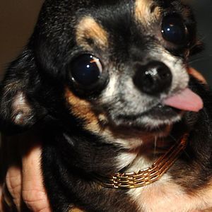 Meet your Posher, Carol